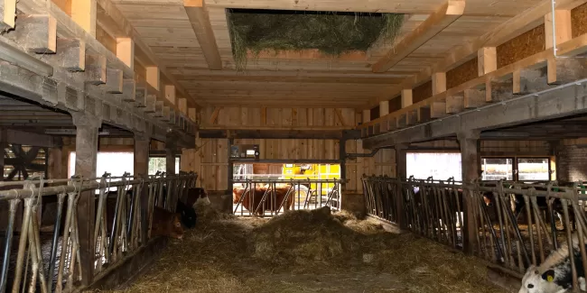 🔨 Projekt abgeschlossen – Abbruch & Wiederaufbau Dach & Futterlager! 🏗️  Für dieses landwirtschaftliche Gebäude durften wir den Abbruch und Wiederaufbau des Dachs und Futterlagers realisieren – inklusive einer Firstverlängerung für den Futterabladeplatz. Ein gelungenes Projekt, das Funktionalität und Qualität optimal vereint!  Als Spezialisten für Holzbau in der Landwirtschaftszone begleiten wir unsere Kunden von der Planung bis zur Umsetzung. Ob Sanierungen, Neubauten oder maßgeschneiderte Lösungen für l