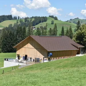 Neubau Scheune Mutterkuhhaltung Untere Knubelhütte im Eggiwil. Das Haltungssystem sollte den Anforderungen der unterschiedlichen Tierhaltungsgruppen genügen: Kälber in verschiedenen Altersstufen, Mutterkühe in den unterschiedlichsten Trächtigkeitsstadien (falls keine Blockabkalbung erfolgt), Deckbullen, Nachzucht