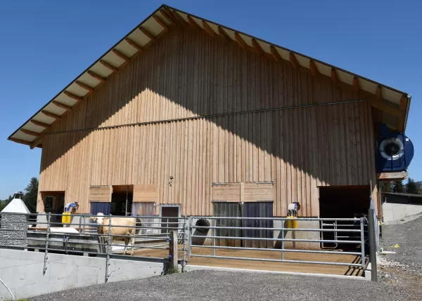 Neubau Scheune Mutterkuhhaltung Untere Knubelhütte im Eggiwil. Das Haltungssystem sollte den Anforderungen der unterschiedlichen Tierhaltungsgruppen genügen: Kälber in verschiedenen Altersstufen, Mutterkühe in den unterschiedlichsten Trächtigkeitsstadien (falls keine Blockabkalbung erfolgt), Deckbullen, Nachzucht