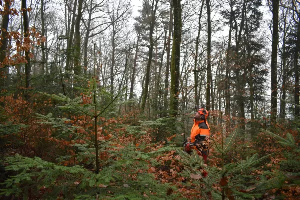 Im Dezember 20 und im Januar 21 wurden die Eichen für den Kunstpavillon des Centre Albert Anker in den Wäldern des Berner Seelands geschlagen, respektive durch eine Kerbe den Saftstrom unterbrochen. Dies geschah durch tatkräftige Mitarbeiter der Firma Truberholz AG.
