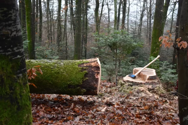Im Dezember 20 und im Januar 21 wurden die Eichen für den Kunstpavillon des Centre Albert Anker in den Wäldern des Berner Seelands geschlagen, respektive durch eine Kerbe den Saftstrom unterbrochen. Dies geschah durch tatkräftige Mitarbeiter der Firma Truberholz AG.